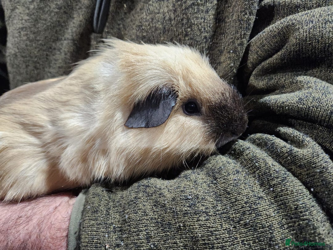 Guinea Pig rodents for sale: Guinea pigs for sale - Advert 11