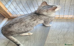Bengal cats for sale: SBT Tica Female Silver Bengal Nova - Advert 3