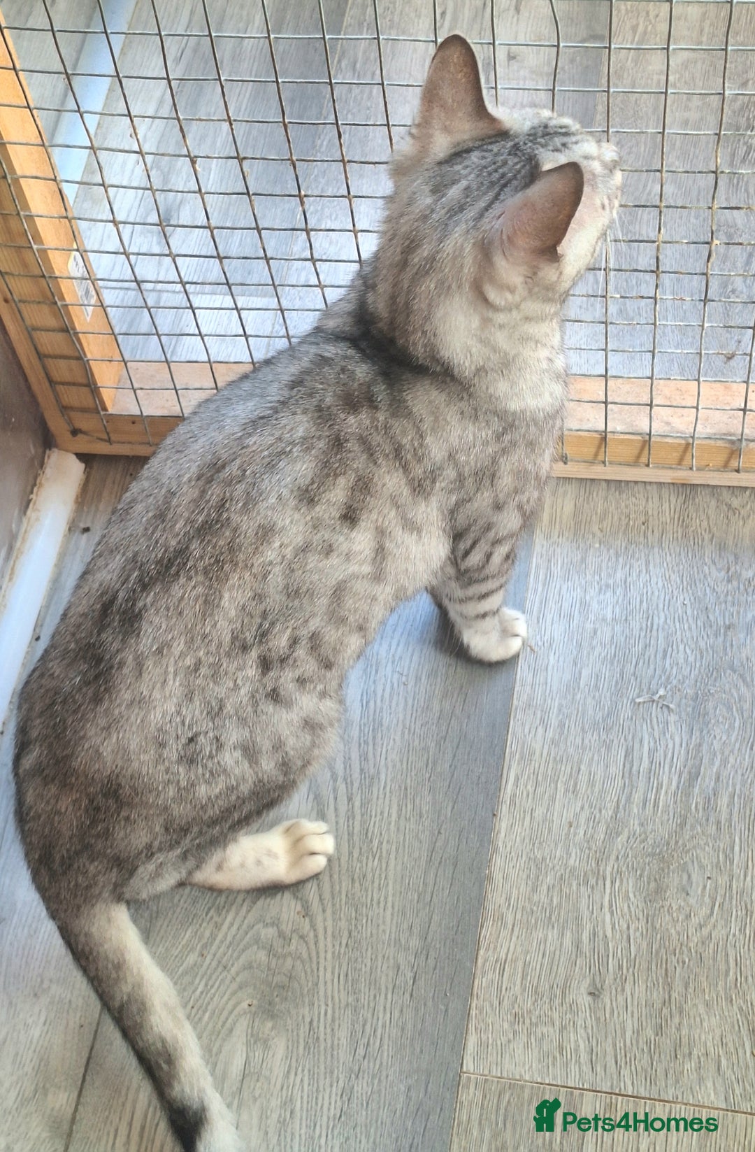 Bengal cats for sale: SBT Tica Female Silver Bengal Nova - Advert 3
