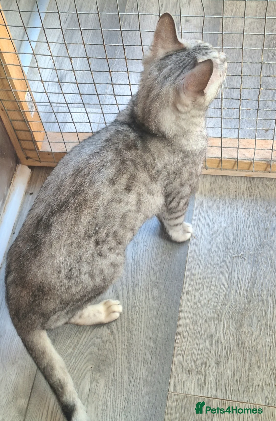 Bengal cats for sale: SOLD! PURE SBT Tica Silver Bengal Nova female - Advert 3