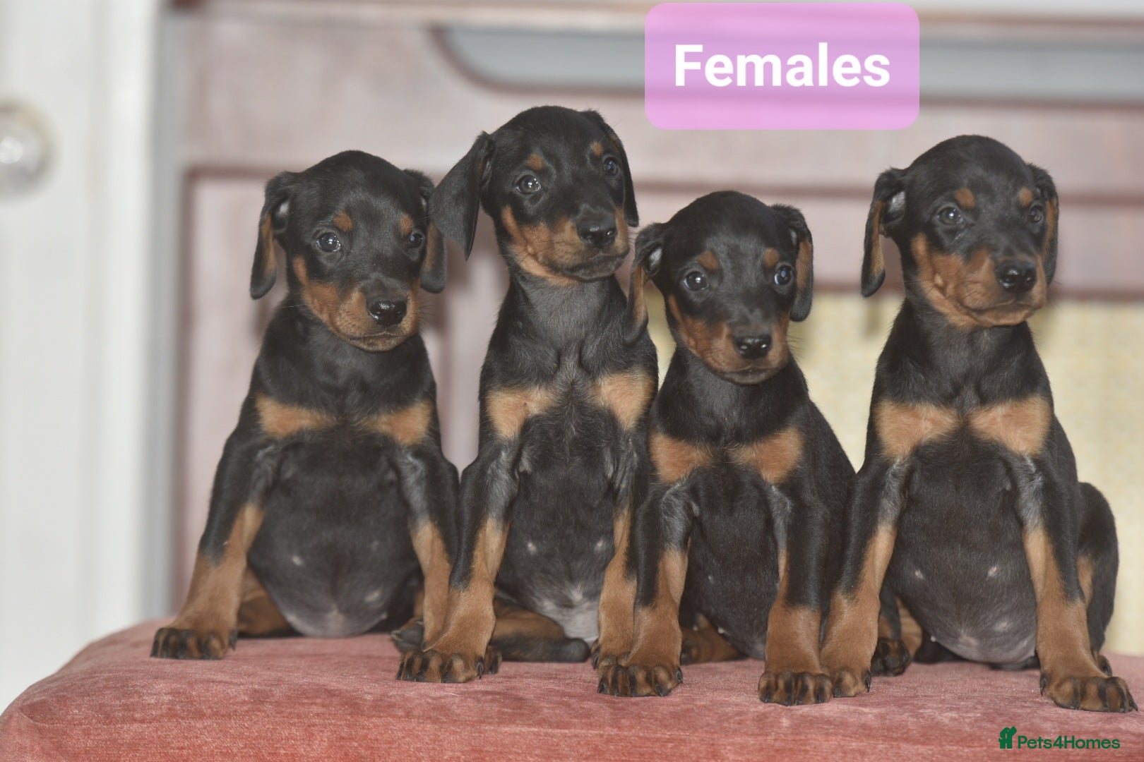 Dobermann dogs Excellent dobermann puppies  - Advert 1