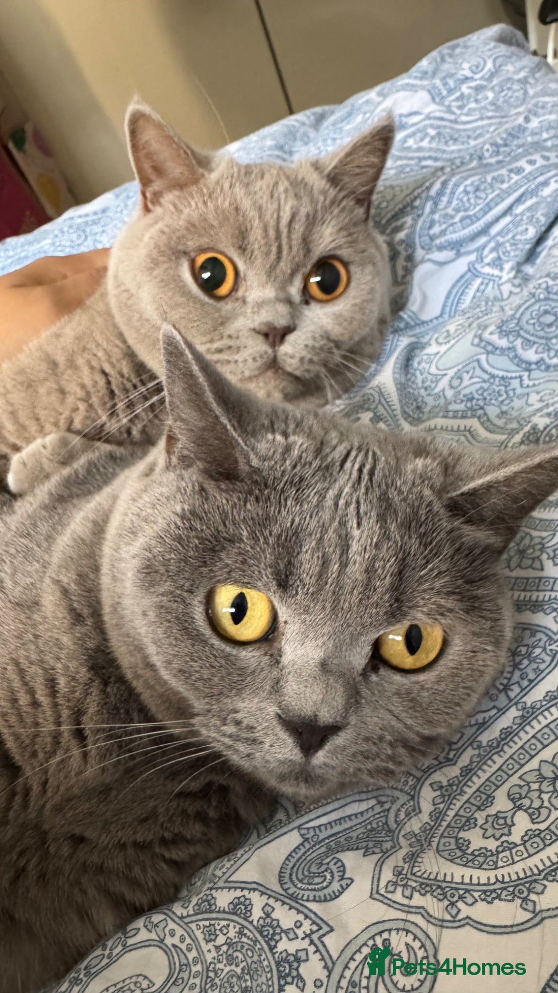 British Shorthair cats Beautiful British Shorthair Pair (M&F) - Advert 1