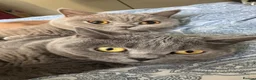 British Shorthair cats for sale: Beautiful British Shorthair Pair (M&F) - Advert 1