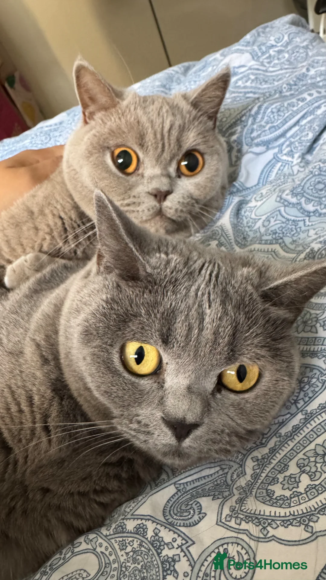 British Shorthair cats for sale: Beautiful British Shorthair Pair (M&F) - Advert 1