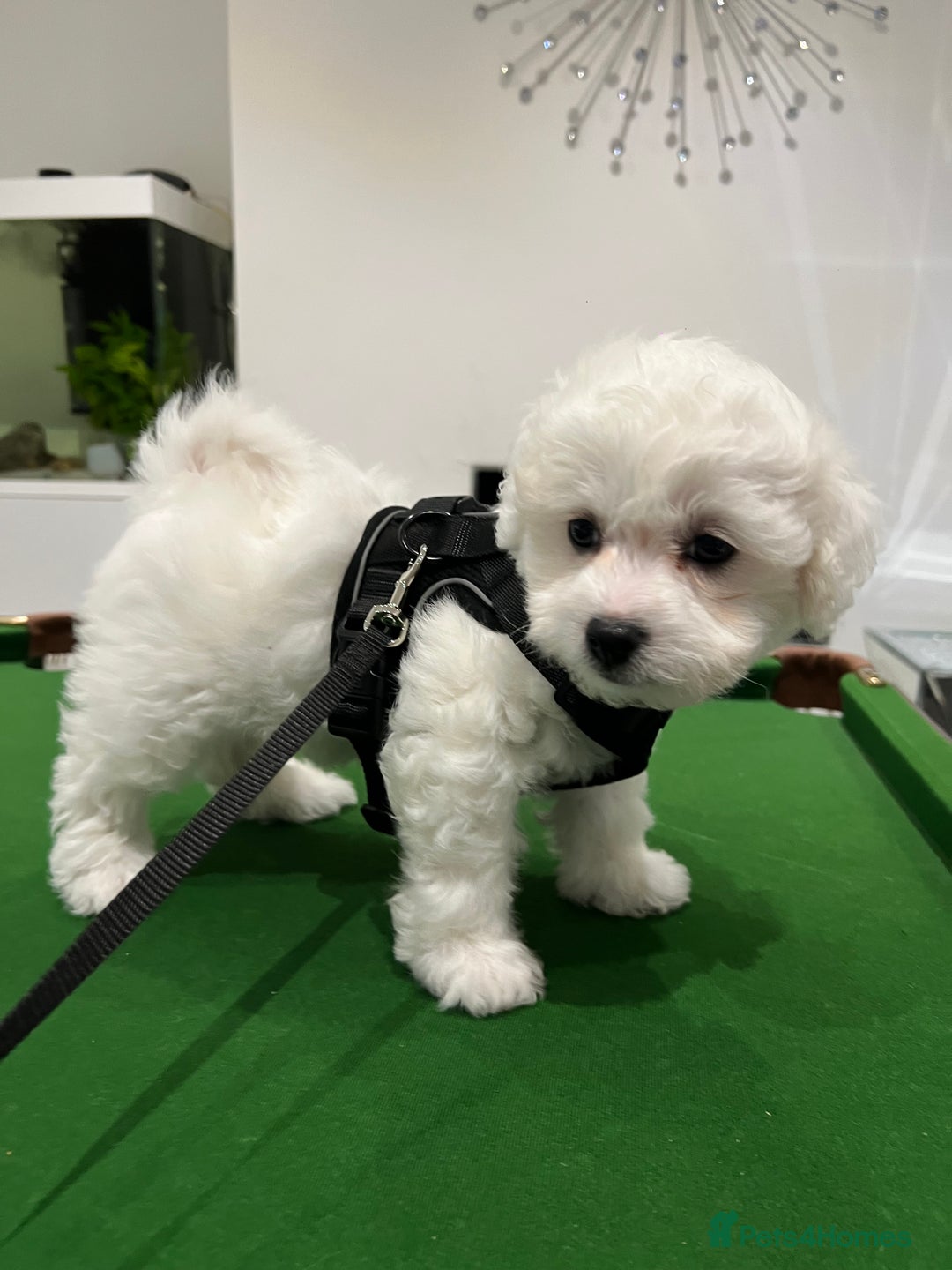 Bichon Frise dogs for sale: Pure Bichon Frise - Image 25
