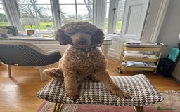Standard Poodle dogs for sale: Beautiful Red Standard Poodles 3 Puppies Available - Image 7