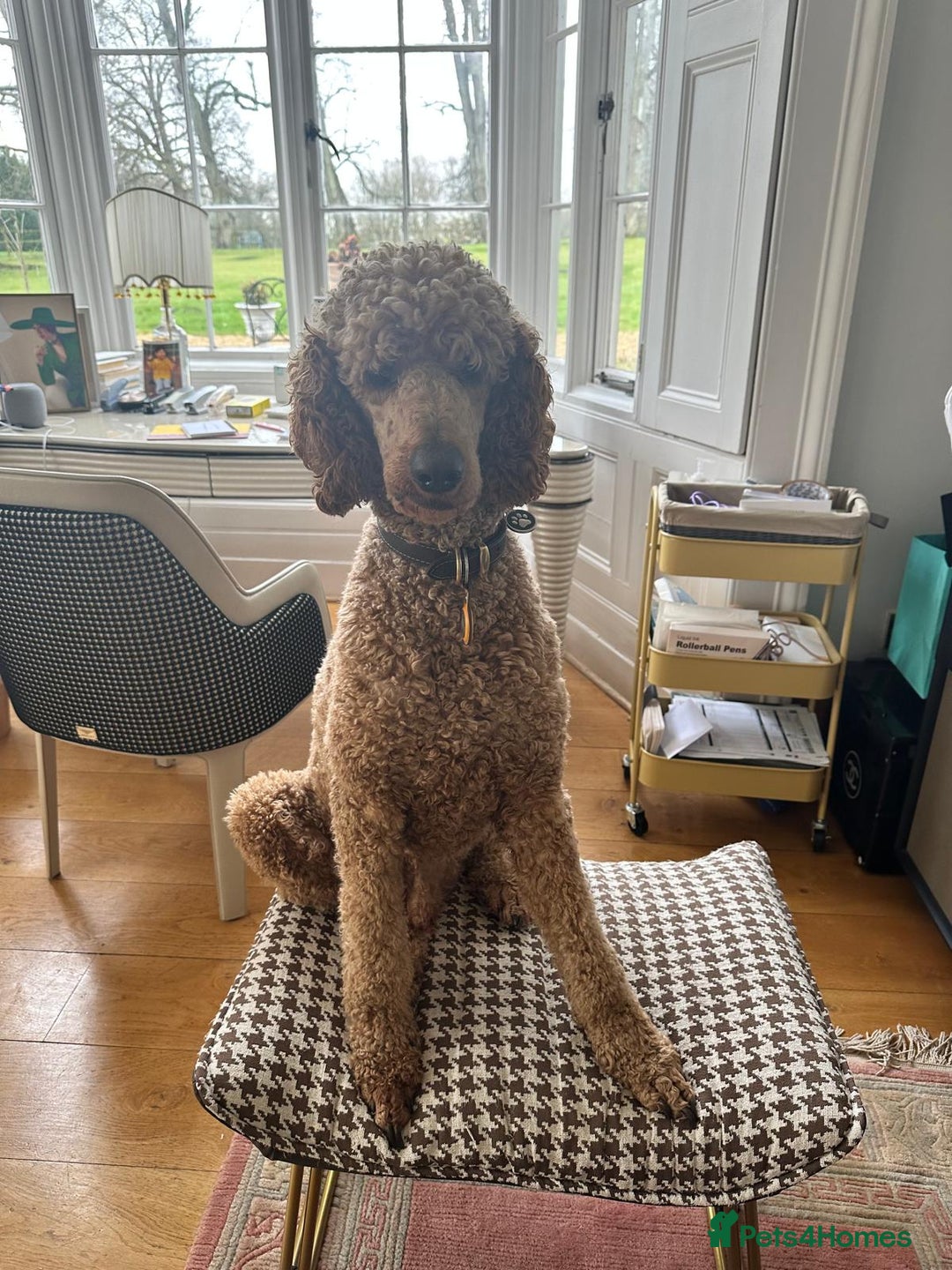 Standard Poodle dogs for sale: Beautiful Red Standard Poodles 3 Puppies Available - Image 7