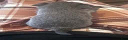 Chihuahua dogs for sale: Long haired Blue chihuahua boy - Advert 11