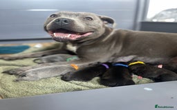 Staffordshire Bull Terrier dogs for sale: Staffordshire bull terrier puppies - Image 2