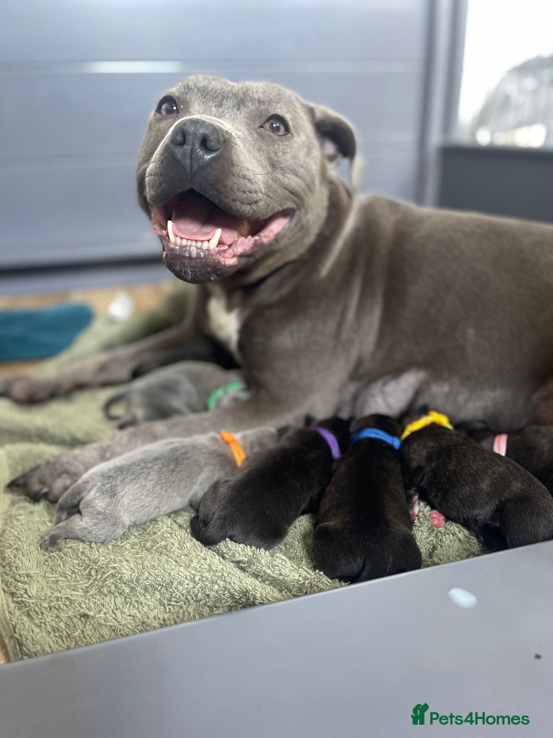 Staffordshire Bull Terrier dogs for sale: Staffordshire bull terrier puppies - Image 2