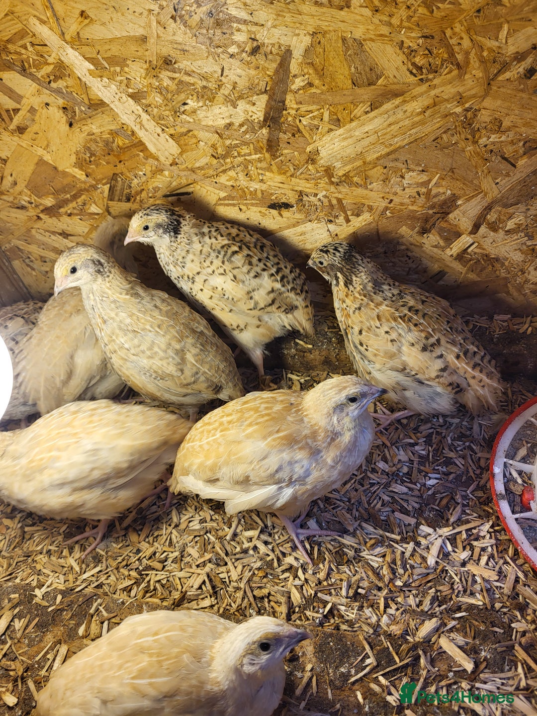 Quail poultry for sale:  Quail checks for sale  - Image 2
