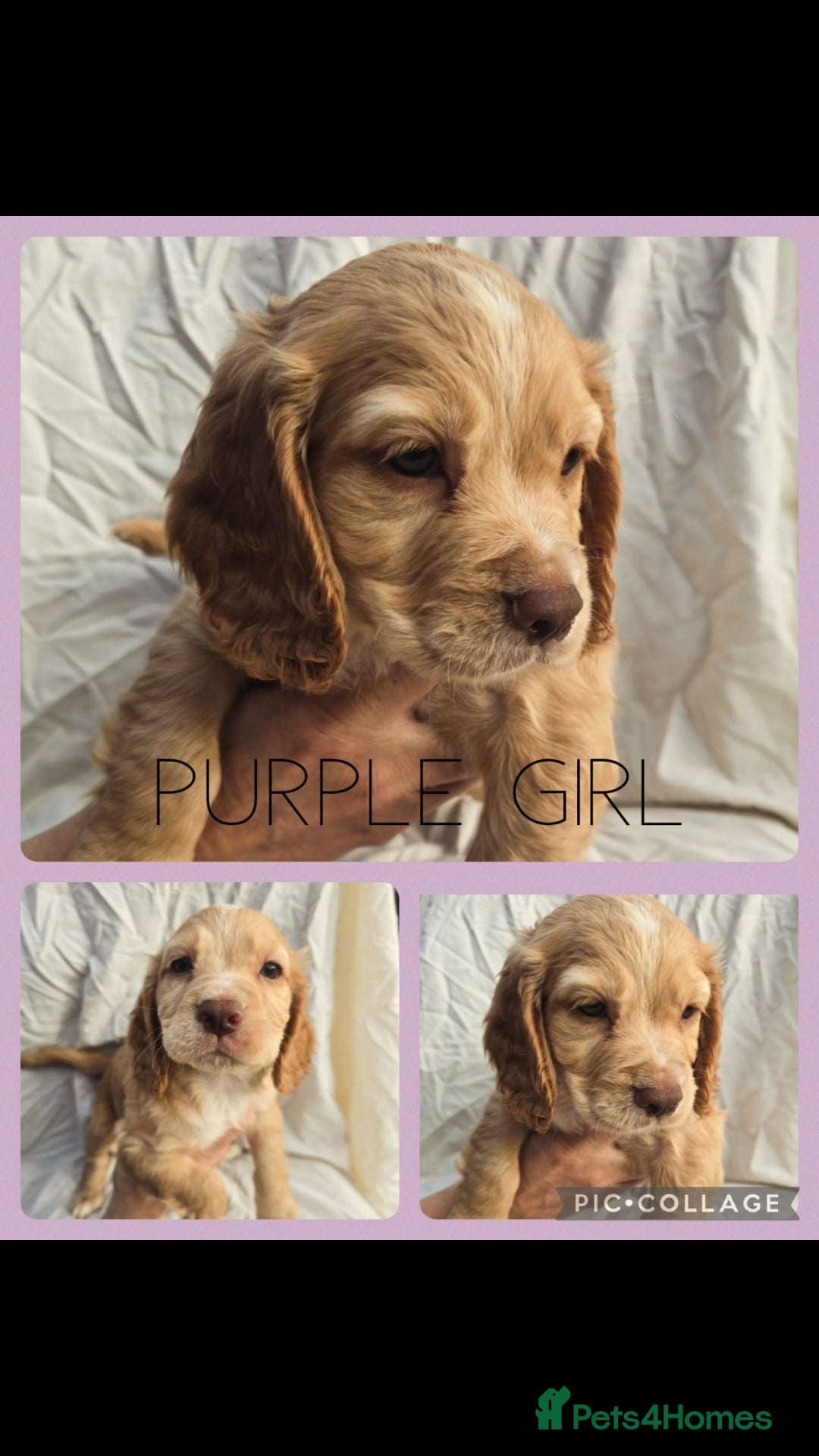 Cocker Spaniel dogs for sale: Top KC working cocker spaniels - Image 7