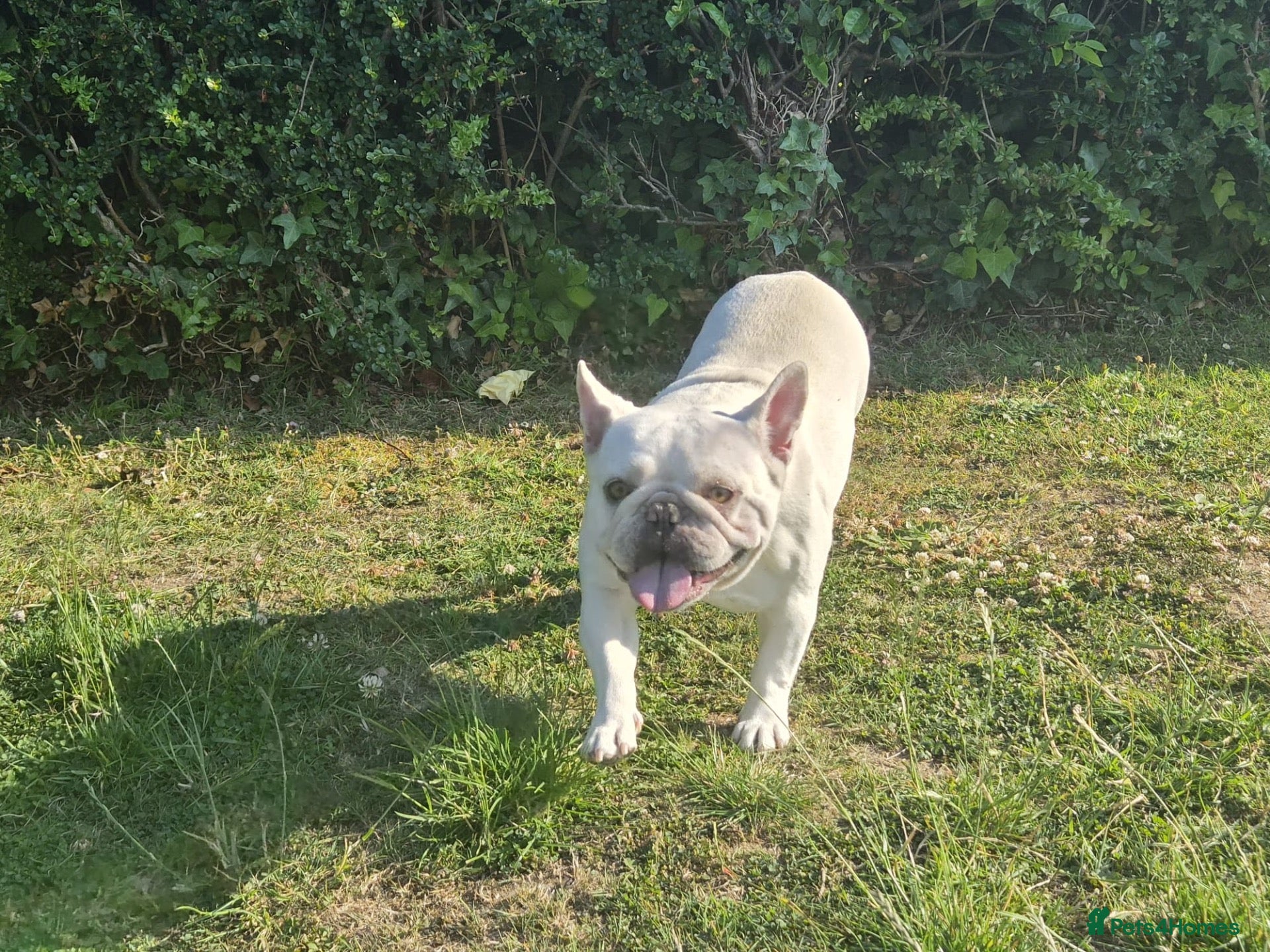 French Bulldog dogs TRIXIE — LOOKING FOR A FAMILY TO CALL HER OWN 💕 - Advert 1