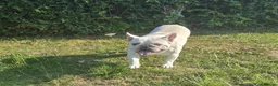 French Bulldog dogs for adoption: TRIXIE — LOOKING FOR A FAMILY TO CALL HER OWN 💕 - Advert 3