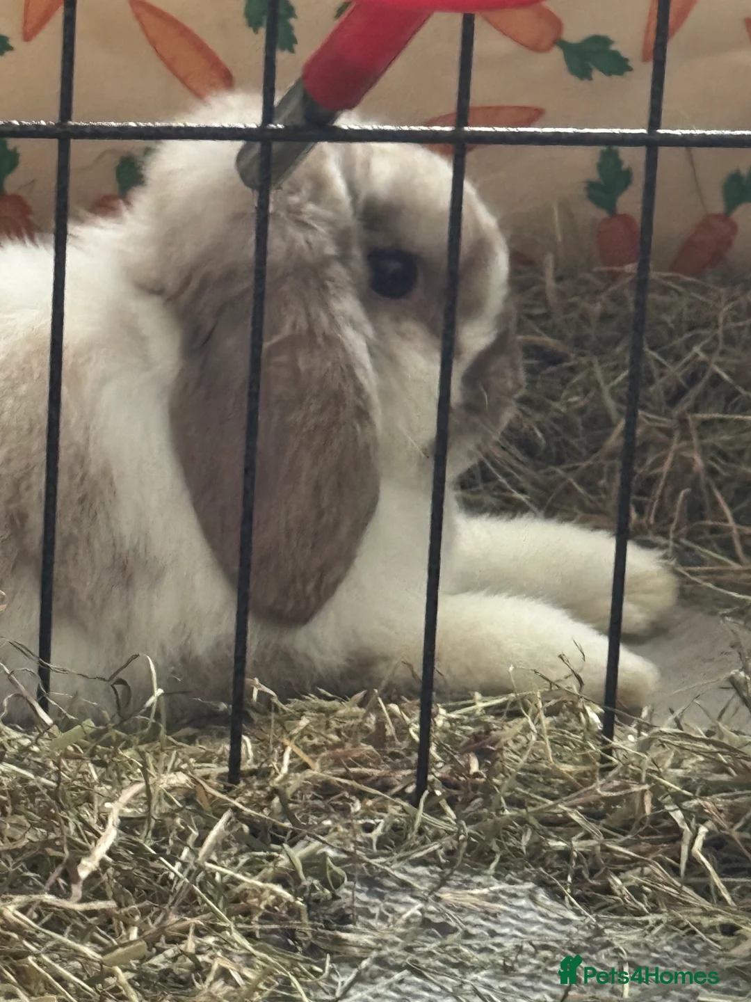 Mini Lop rabbits for sale: 2 male mini lops - Advert 2