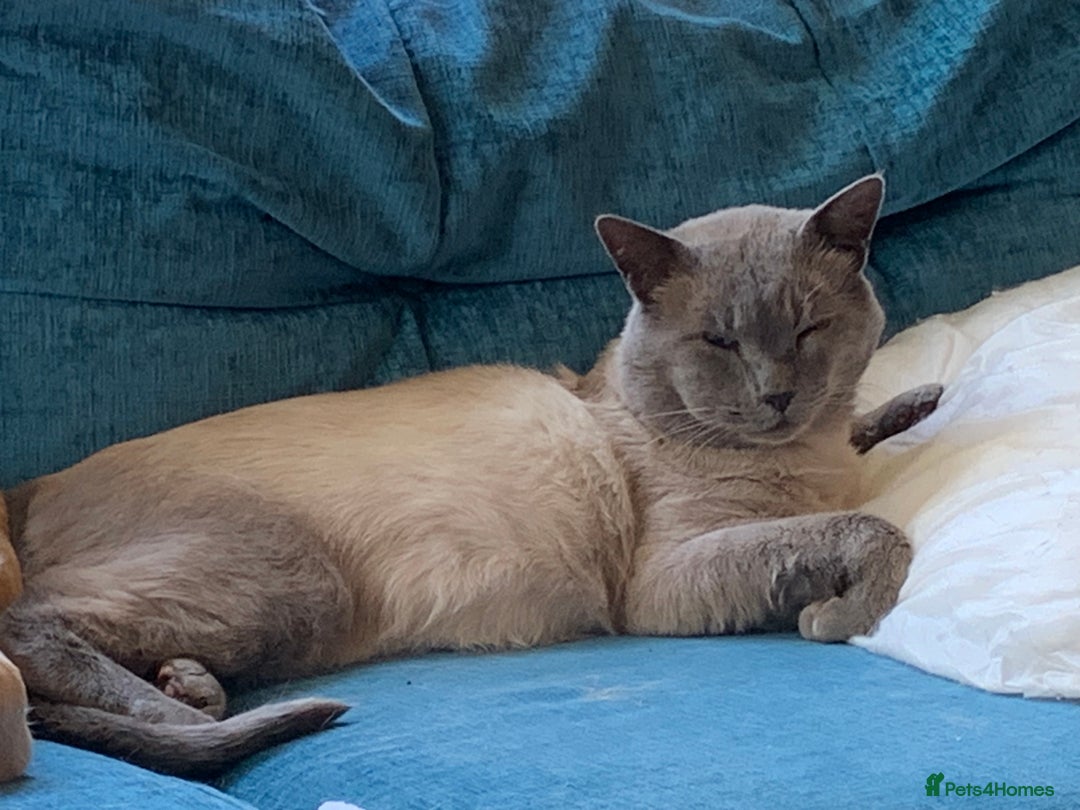 Oriental cats for sale: 5 STUNNING RAGAMESE/SIAMESE KITTENS - Image 19