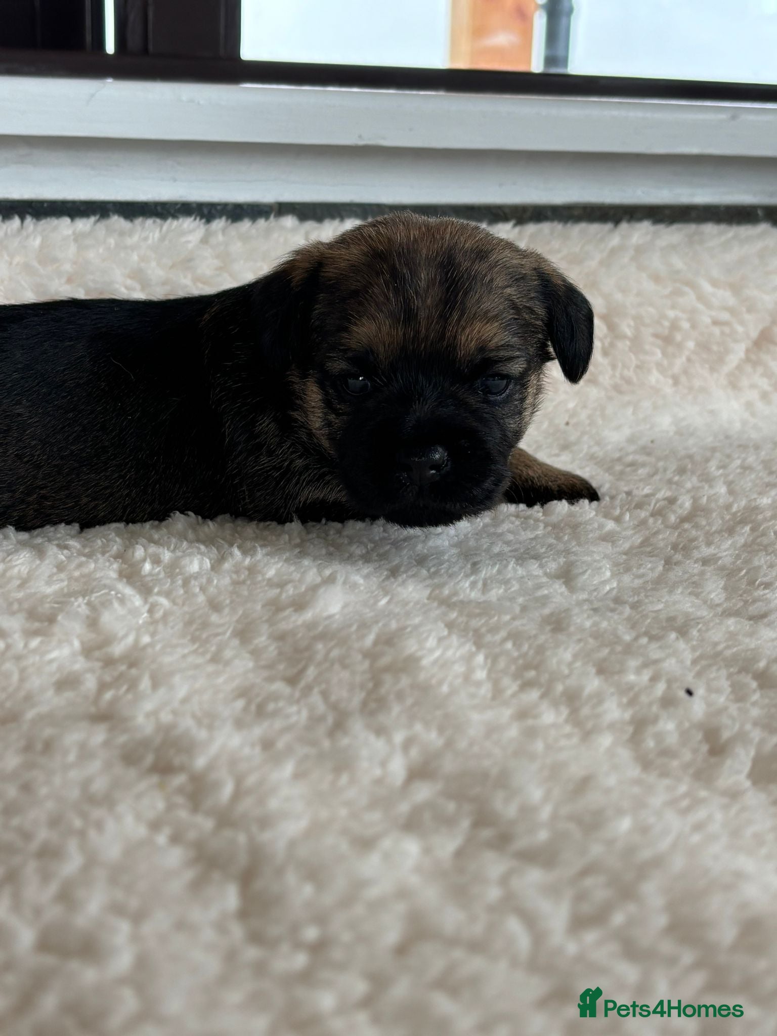 Border Terrier dogs for sale: Border terrier puppies  - Advert 8