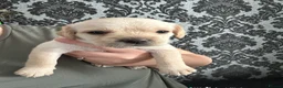 Mixed Breed dogs for sale: French bulldog - cockapoo - Advert 5