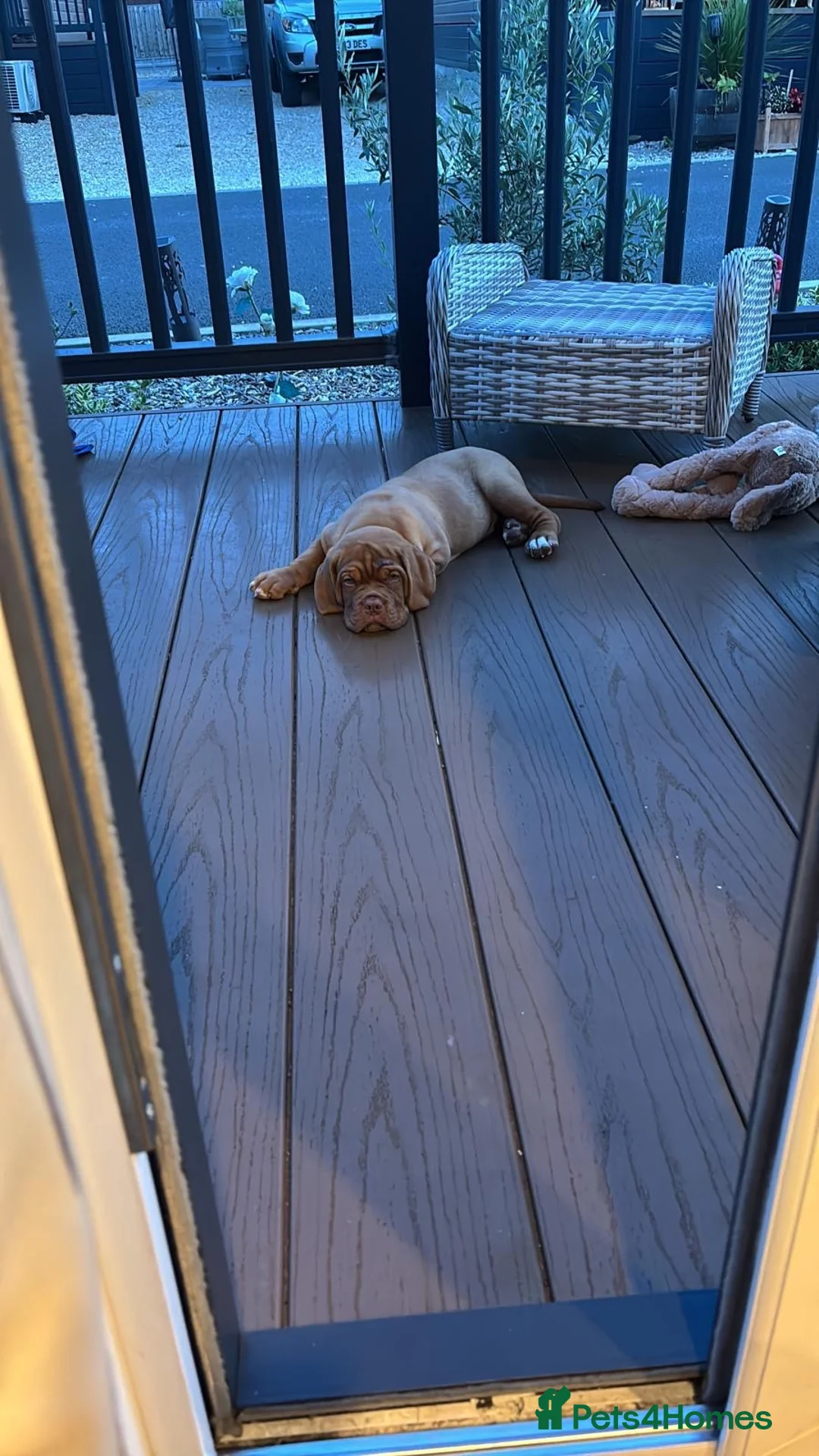 Dogue De Bordeaux dogs for sale: Diesel - 5 month old male puppy  in Gloucester - Advert 2