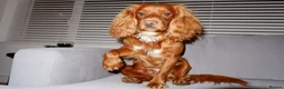 Cocker Spaniel dogs for stud: Gorgeous Red Cocker Spaniel Stud in Saint Austell - Advert 8