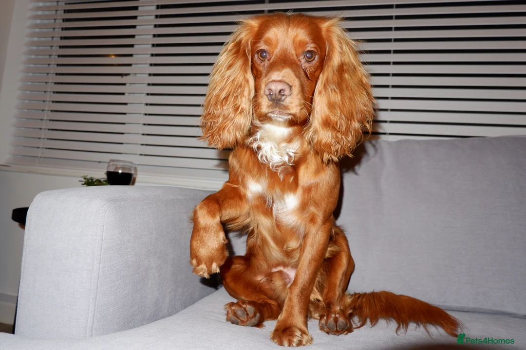 Cocker Spaniel dogs for stud: Gorgeous Red Cocker Spaniel Stud in Saint Austell - Advert 8