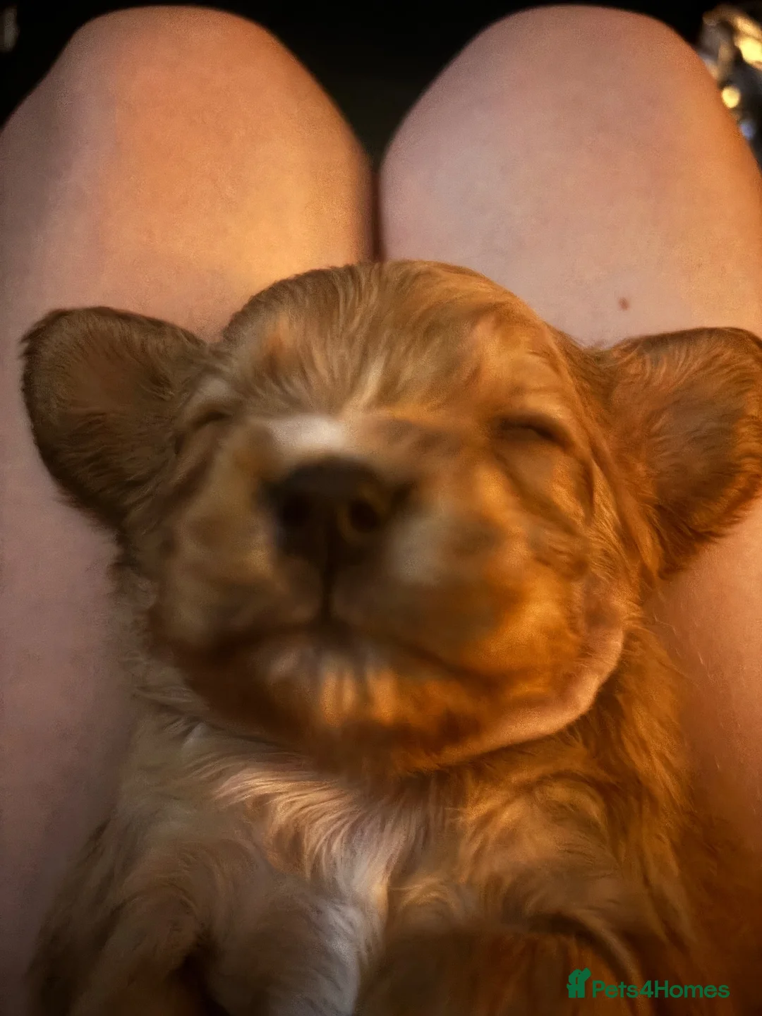 Cavapoo dogs for sale: Cava cockerpoos in Southend-on-Sea - Advert 11