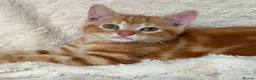Mixed Breed cats for sale: Gorgeous home reared kittens  - Advert 7