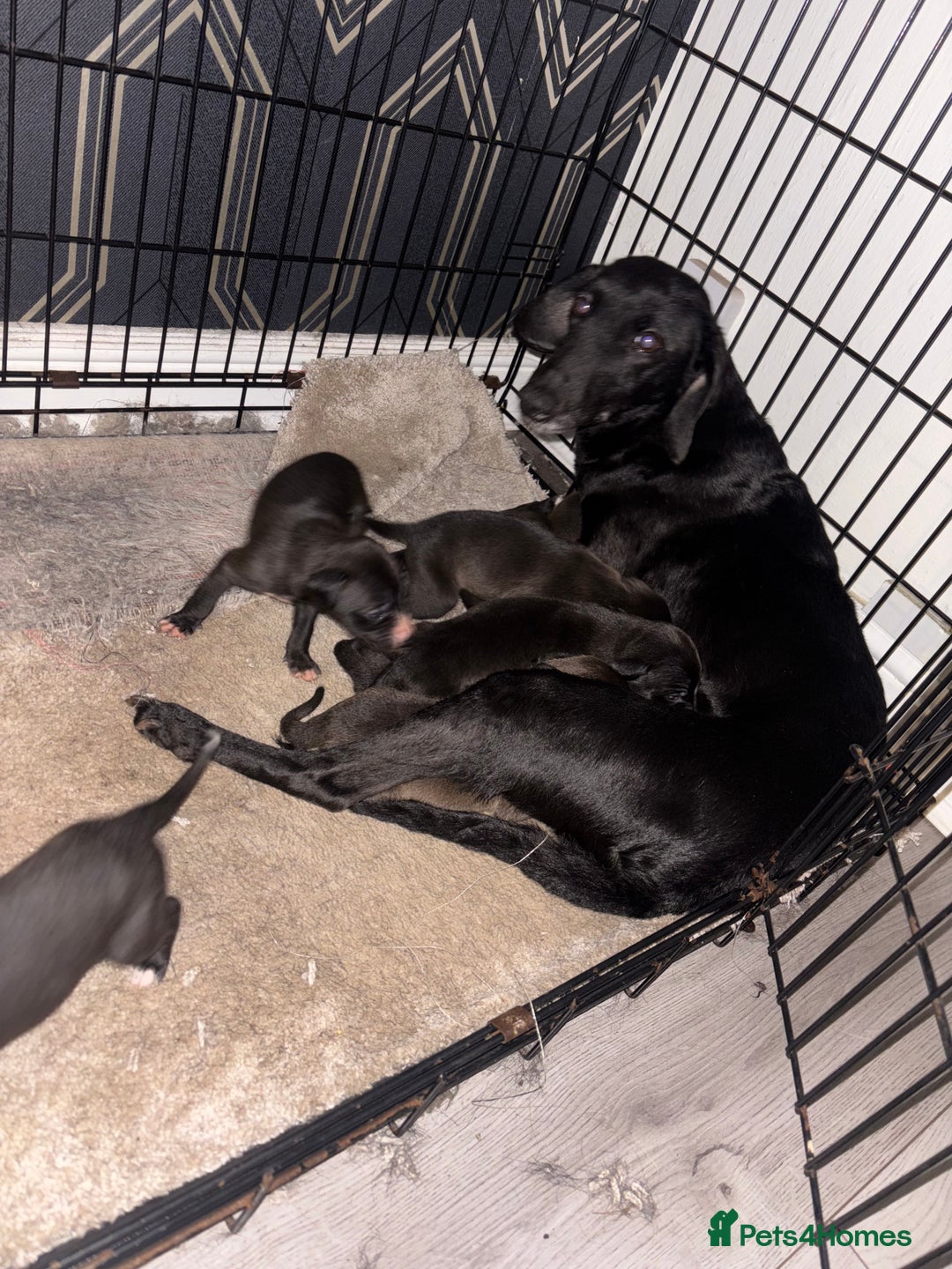 Whippet dogs for sale: whippets  - Advert 2