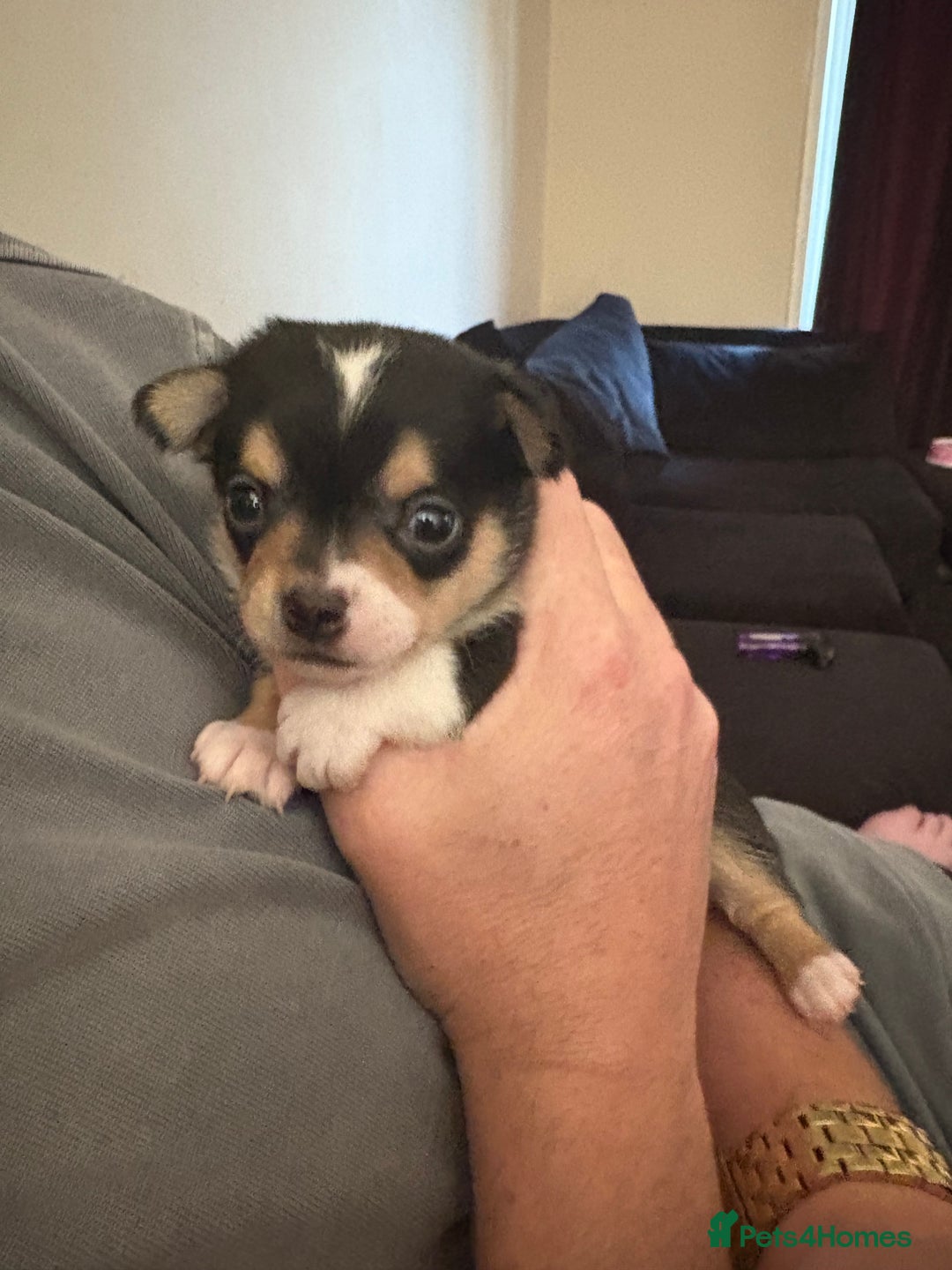 Chihuahua dogs for sale: Chihuahua and Pomchi puppies - Image 32