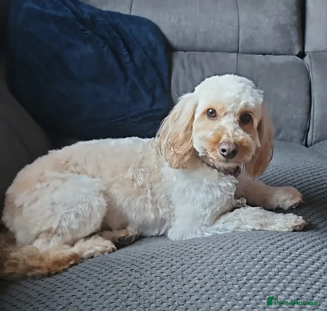 Cavapoo dogs for sale: Litter of 6 cavapoos - Advert 2