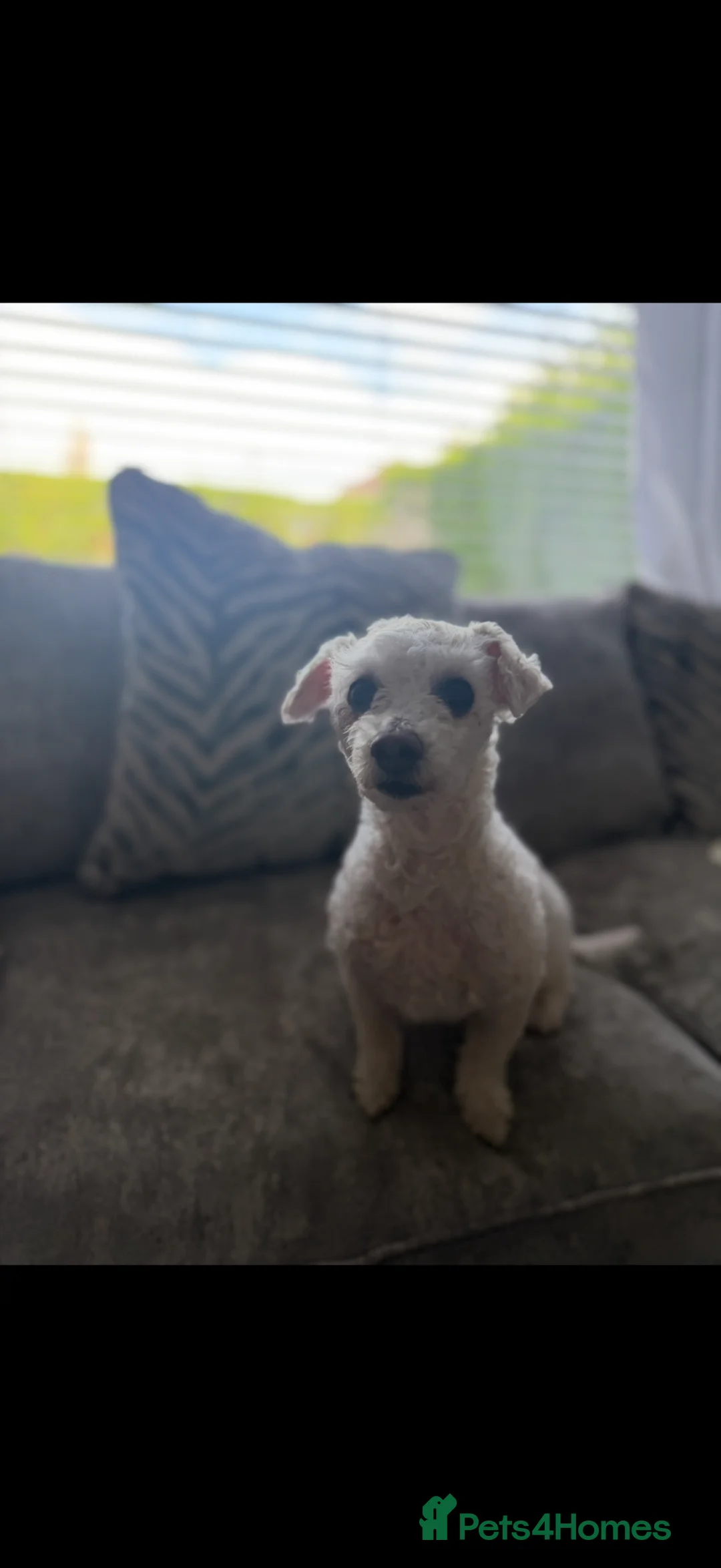 Bichon Frise dogs for sale: bichon frise for rehome  - Advert 7