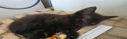 Mixed Breed cats for sale: 2 black fluffy kittens  - Advert 3