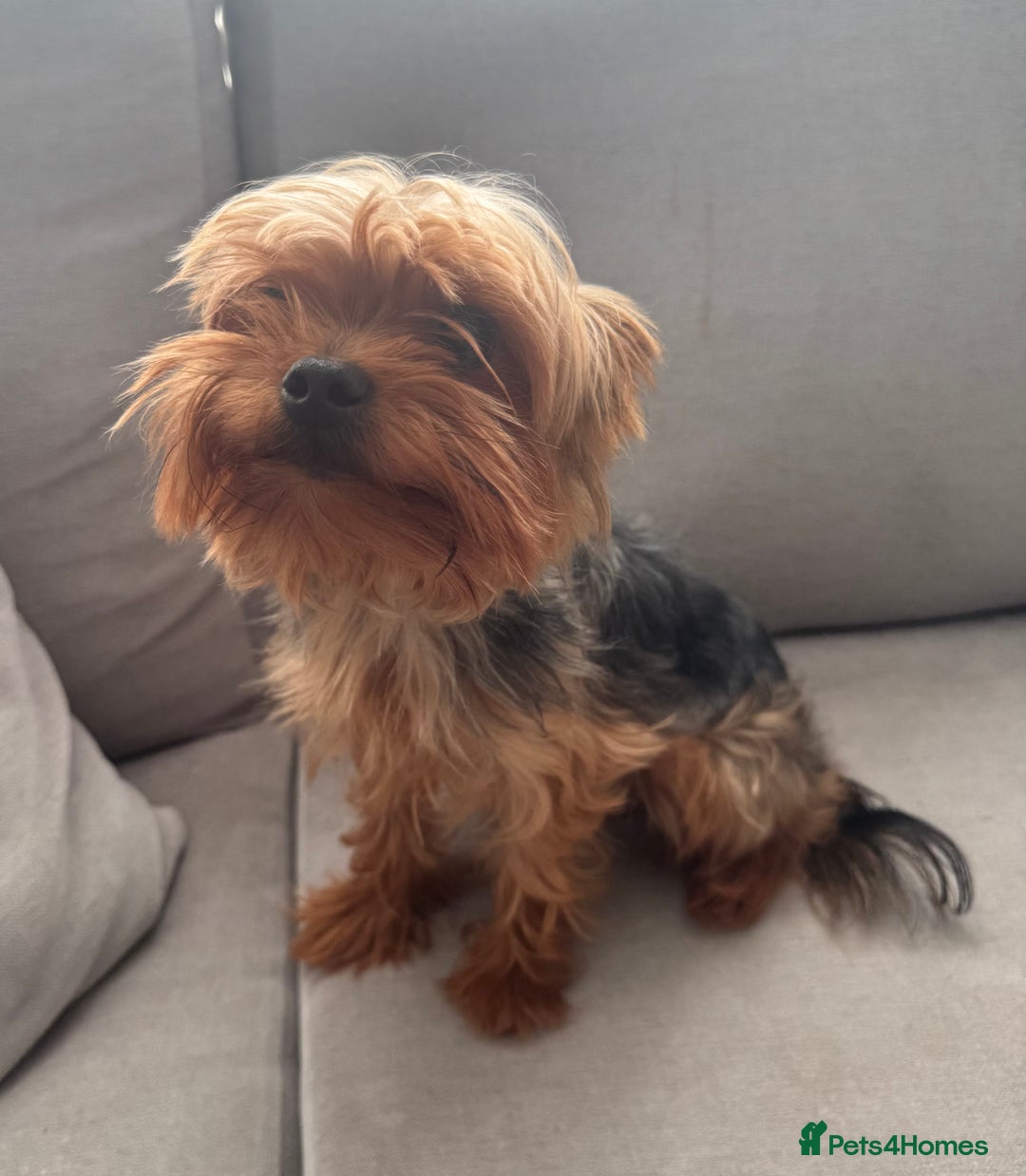 Yorkshire Terrier dogs for stud: Minitature Yorkshire Terrier Stud in Bridgend - Image 13