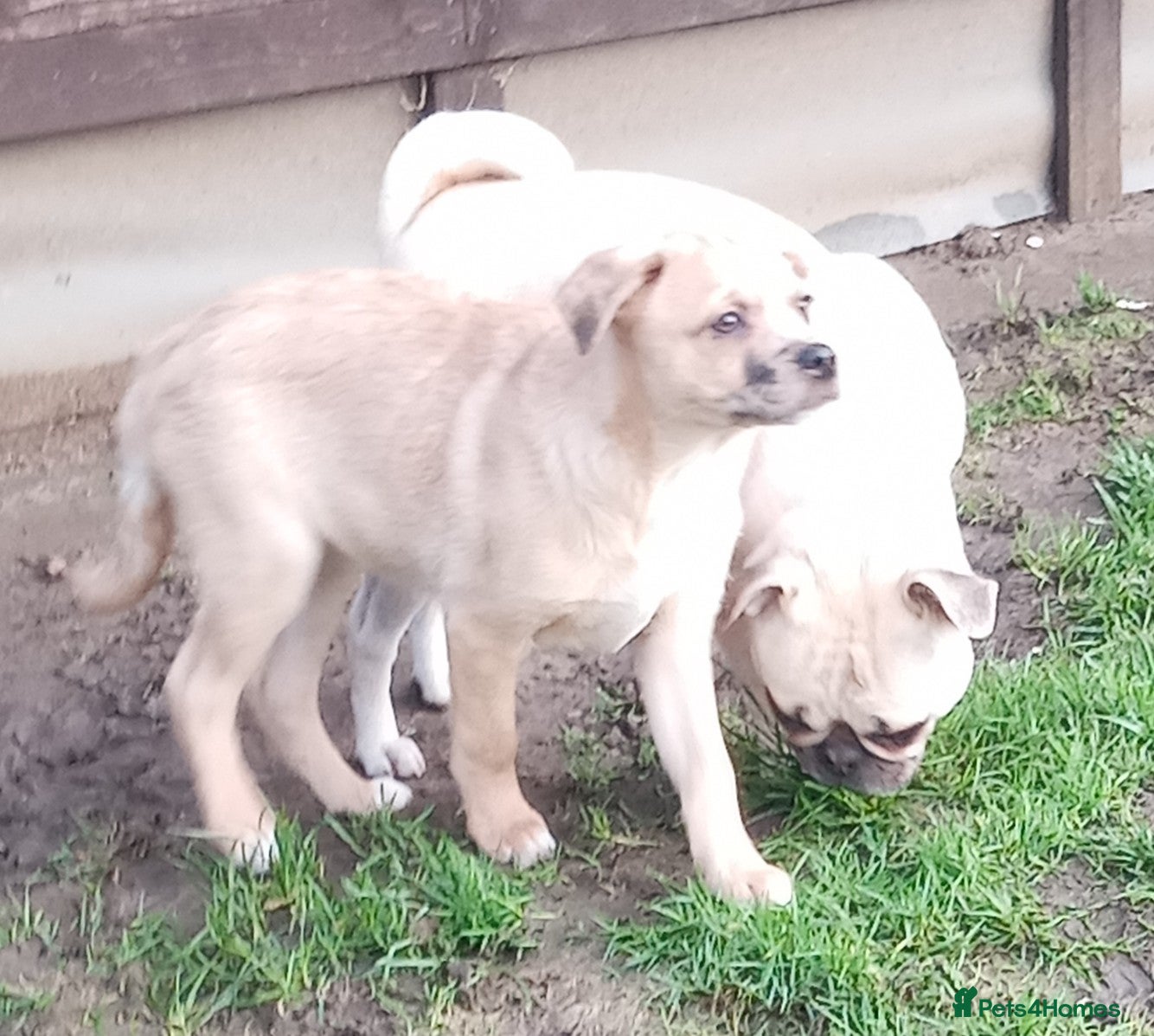 Mixed Breed dogs Pug X Collie pups (Pugollies) 3 Boys 1 Girl - Advert 1