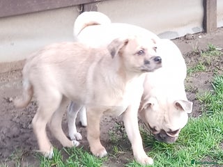 Mixed Breed dogs Pug X Collie pups (Pugollies) 3 Boys 1 Girl - Advert 3