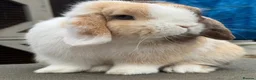 Mini Lop rabbits for sale: Chocolate Harli extreme blue eyed  - Advert 10