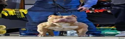 American Bully dogs for sale: American Pocket Bully’s  - Advert 8