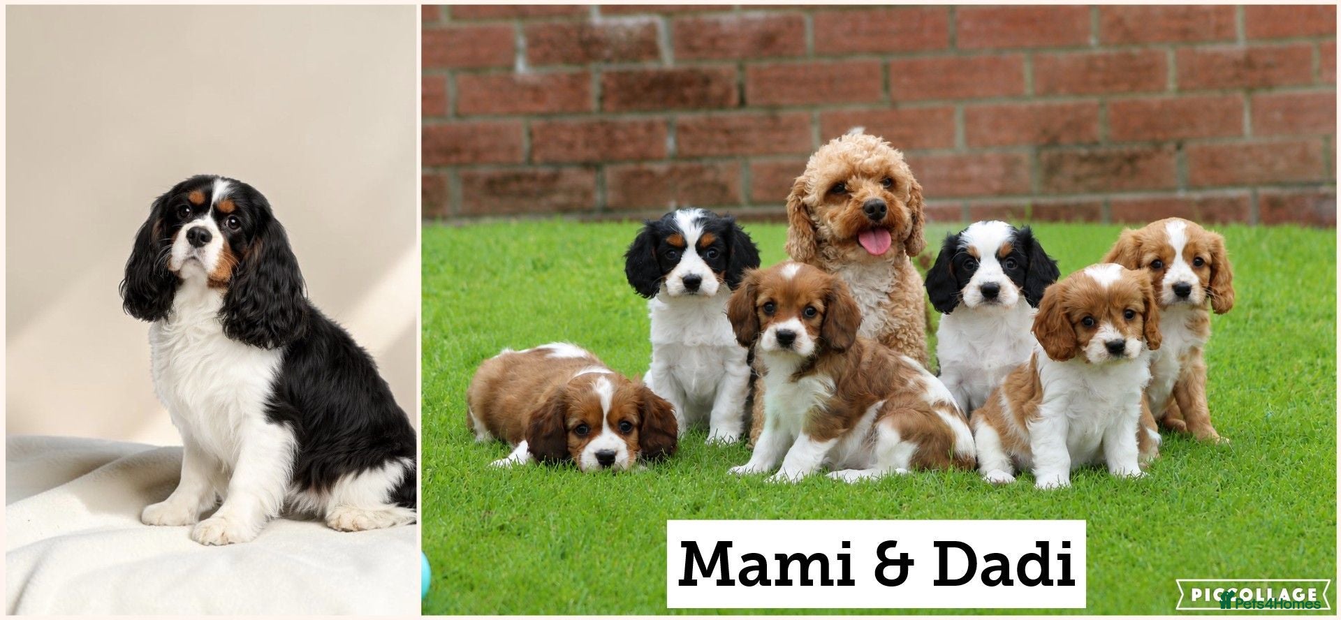 Cavapoo dogs Beautiful Cavapoo puppies for sale - Advert 2