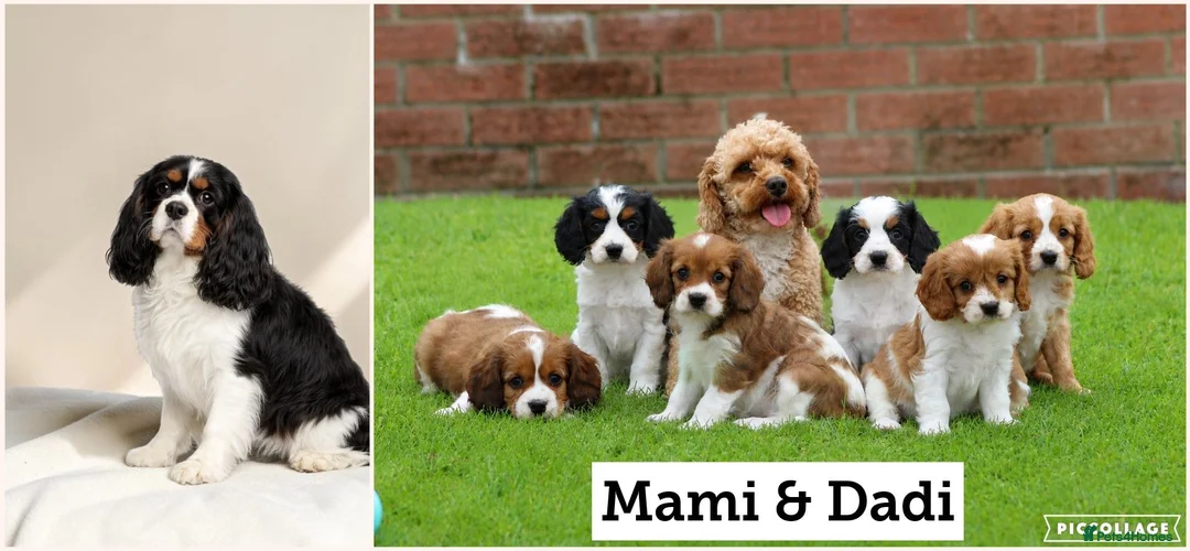 Cavapoo dogs for sale: Beautiful Cavapoo puppies for sale - Advert 2