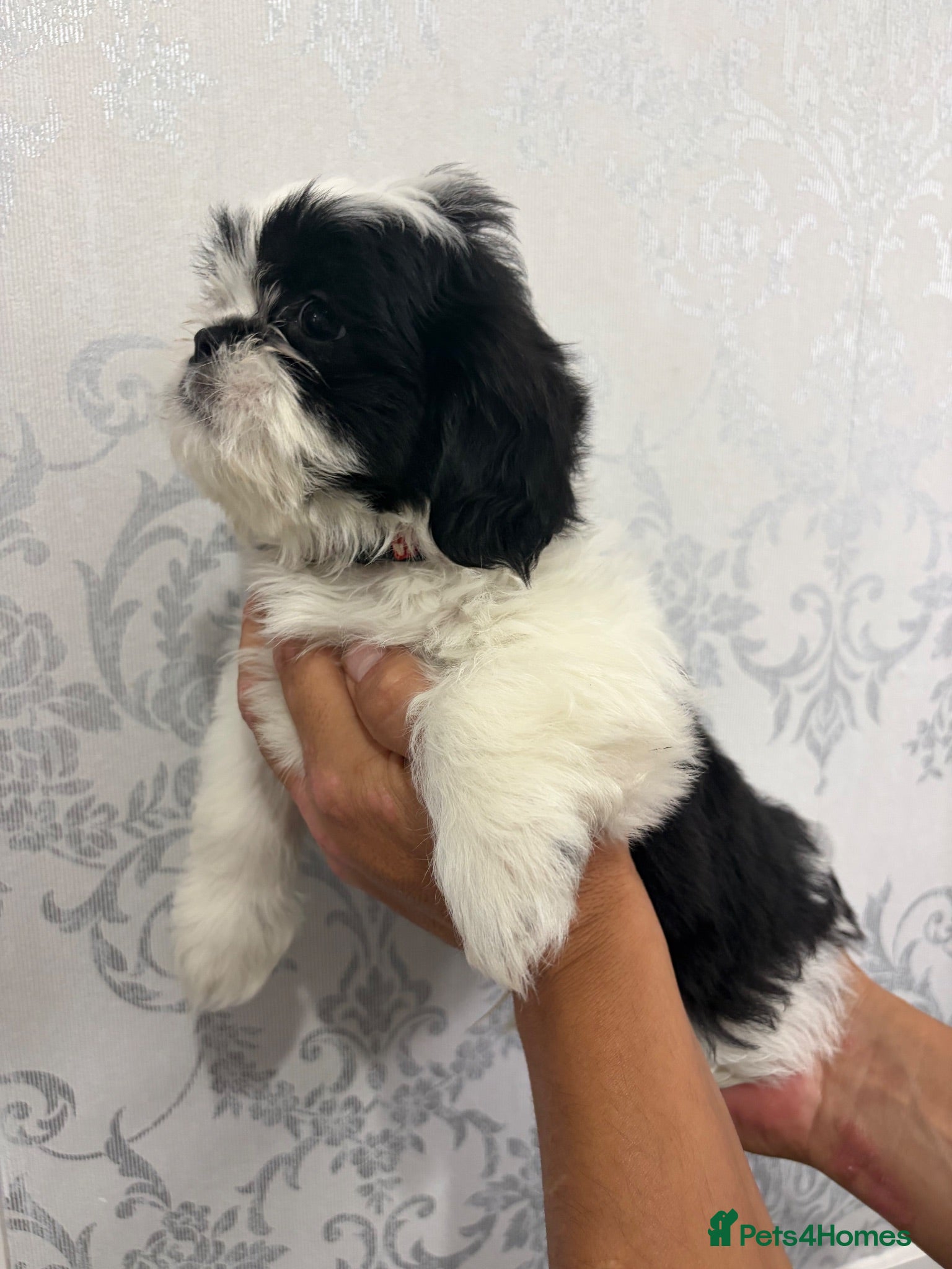 Shih Tzu dogs Shih tzu  - Advert 4