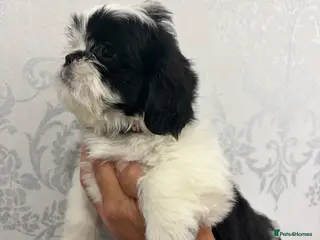 Shih Tzu dogs Shih tzu - Advert 4
