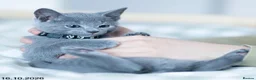 Russian Blue cats for sale: Adorable Russian Blue Kittens. - Advert 29