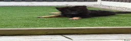 German Shepherd dogs for sale: 9 month old male German shepherd  - Advert 2