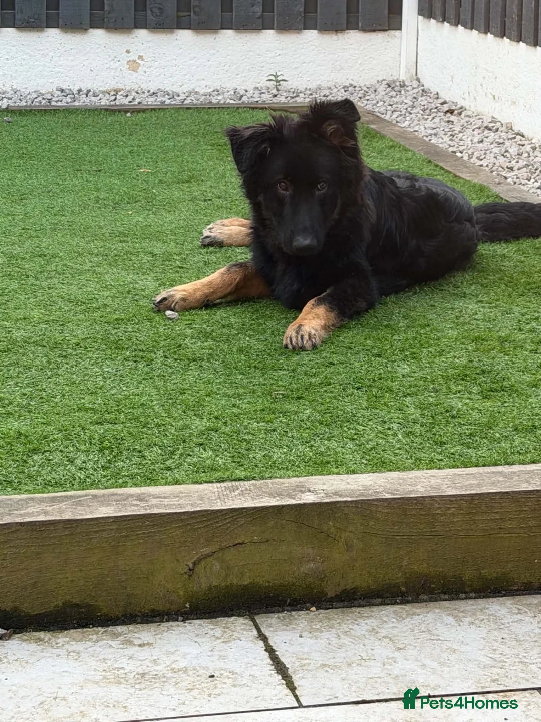 German Shepherd dogs for sale: 9 month old male German shepherd  - Advert 2