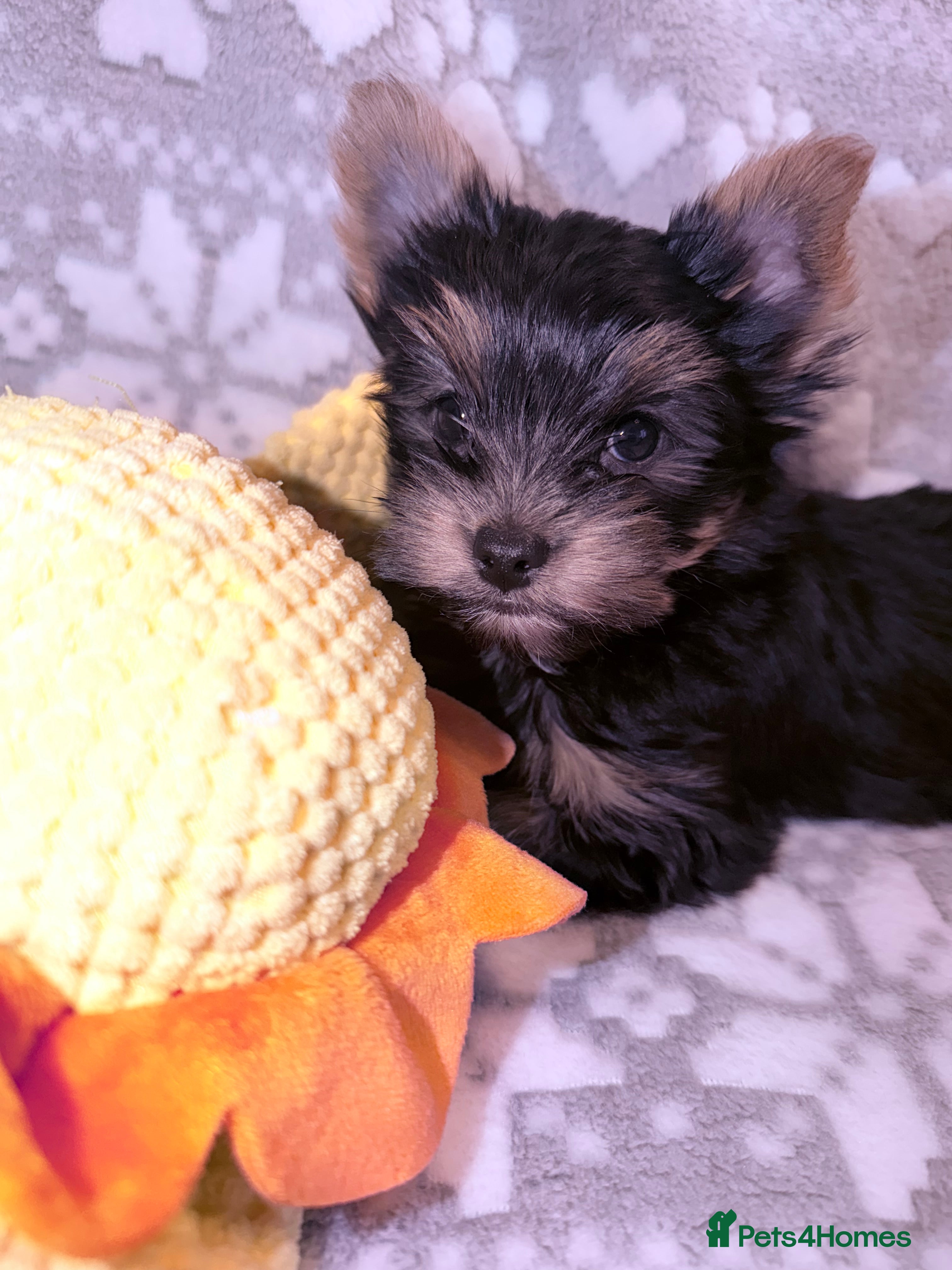 Yorkshire Terrier dogs Ready Now Last Small Boy Yorkshire Terrier  - Advert 8