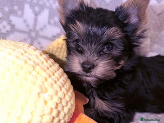 Yorkshire Terrier dogs Ready Now Last Small Boy Yorkshire Terrier - Advert 8