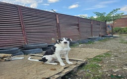 Mixed Breed dogs for adoption: OTIS - a Handsome and gentle boy for a Loving Home - Image 25