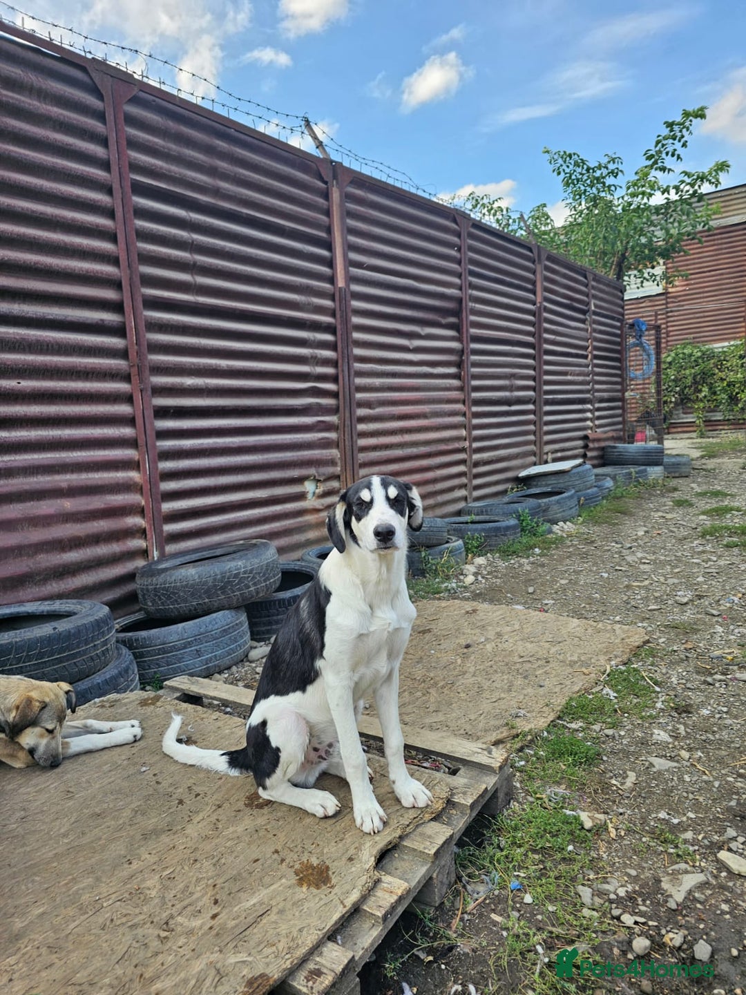 Mixed Breed dogs for adoption: OTIS - a Handsome and gentle boy for a Loving Home - Image 25