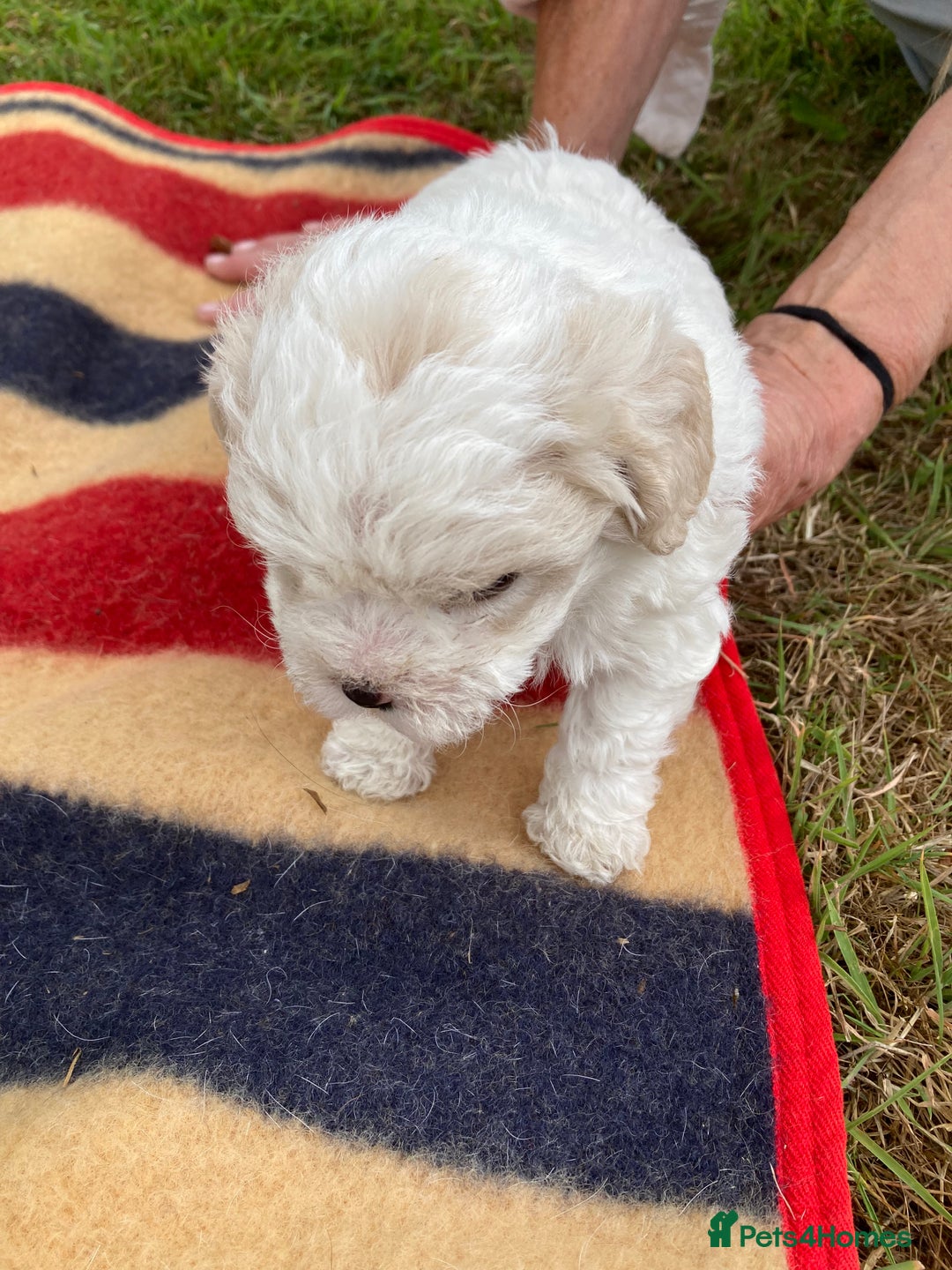 Mixed Breed dogs for sale: Bolonoodle Puppies  - Image 9
