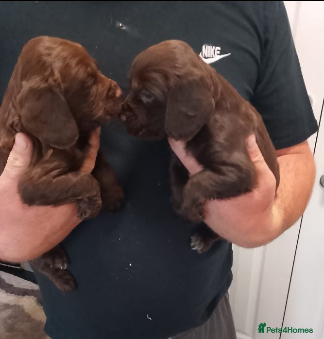 Cocker Spaniel dogs DNA tested cocker spaniels - Advert 3